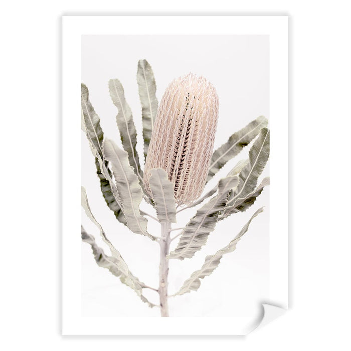 A4 (21 x 29.7cm) / Print Only / White Border