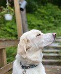 Dog Collar