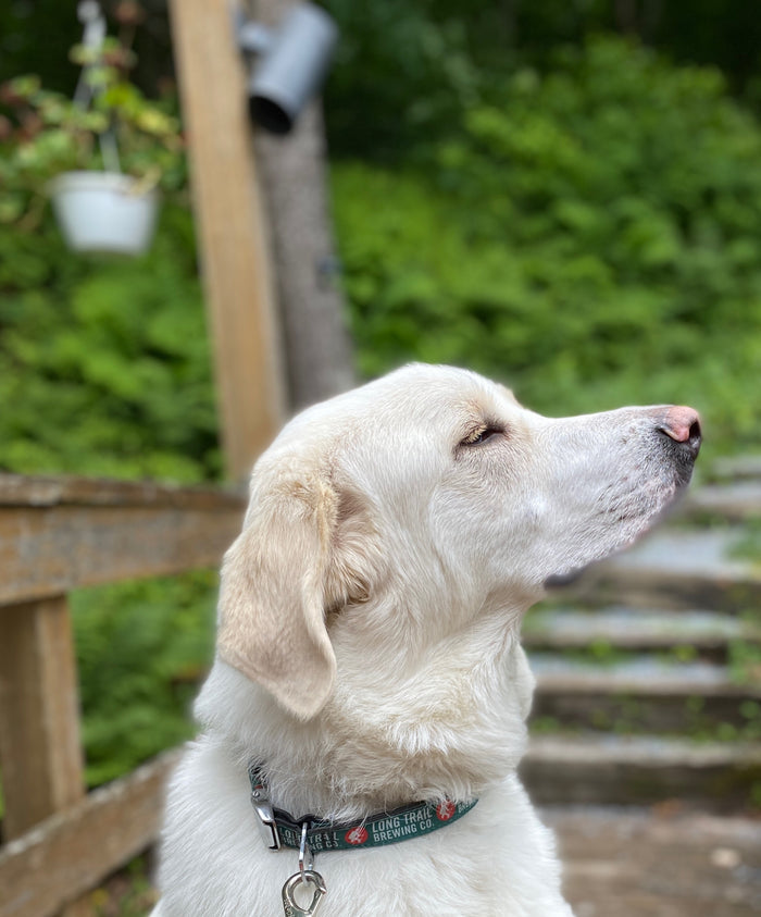 Dog Collar