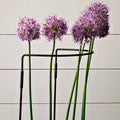 Garden Support Medium